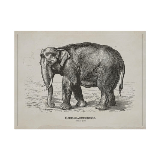 Enigmatic Grandeur: Indian Elephant Aesthetic Wall Art